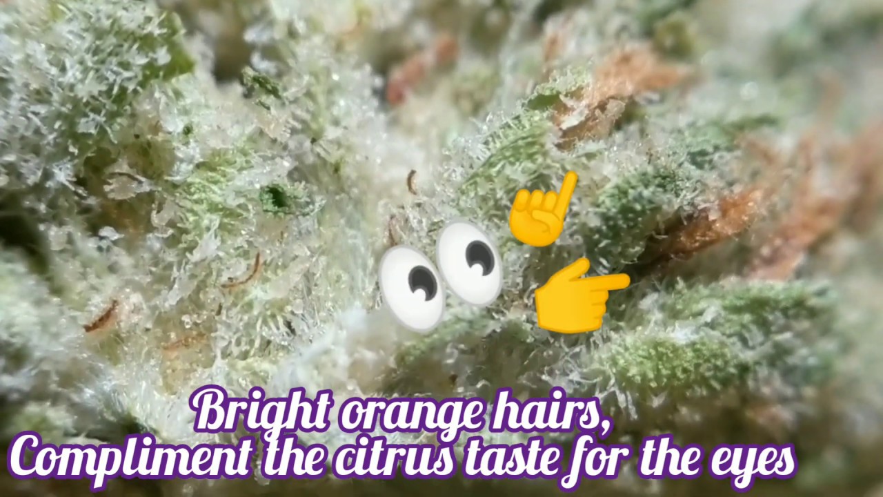 Sherbert 🌅🍦 Florida Medical Marijuana Reviews Trulieve's Sherbert or Sunset Sherbert Hybrid