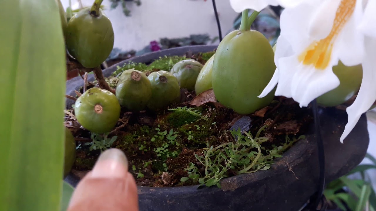 VEJA O SUBSTRATO QUE FUNCIONOU COM A ORQUÍDEA COELOGYNE CRISTATA