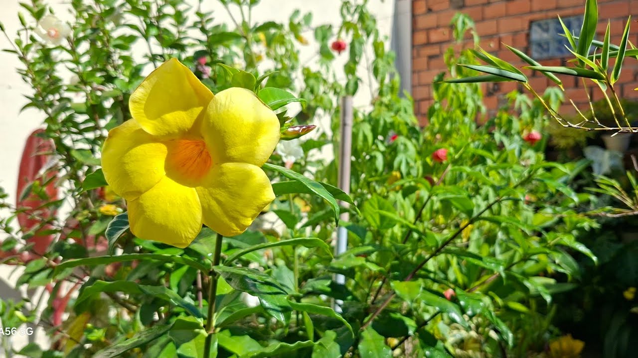 Hoje vou mostrar as plantas  que cultivo ao sol pleno o ano todo, enfrentando sol forte 🪴🍀⚘️