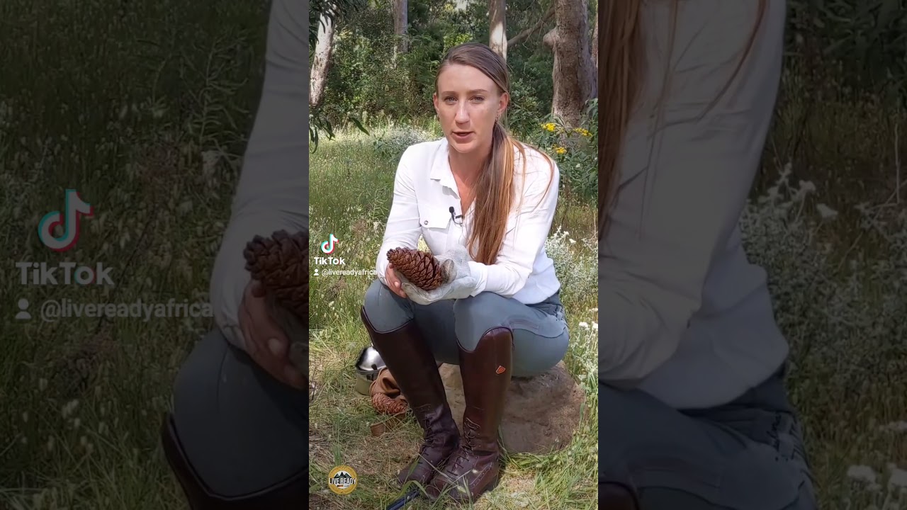 PINE, THE BEST SURVIVAL FOOD #survivalskills #survivaltips #bushcraft #liveready #survivalfood