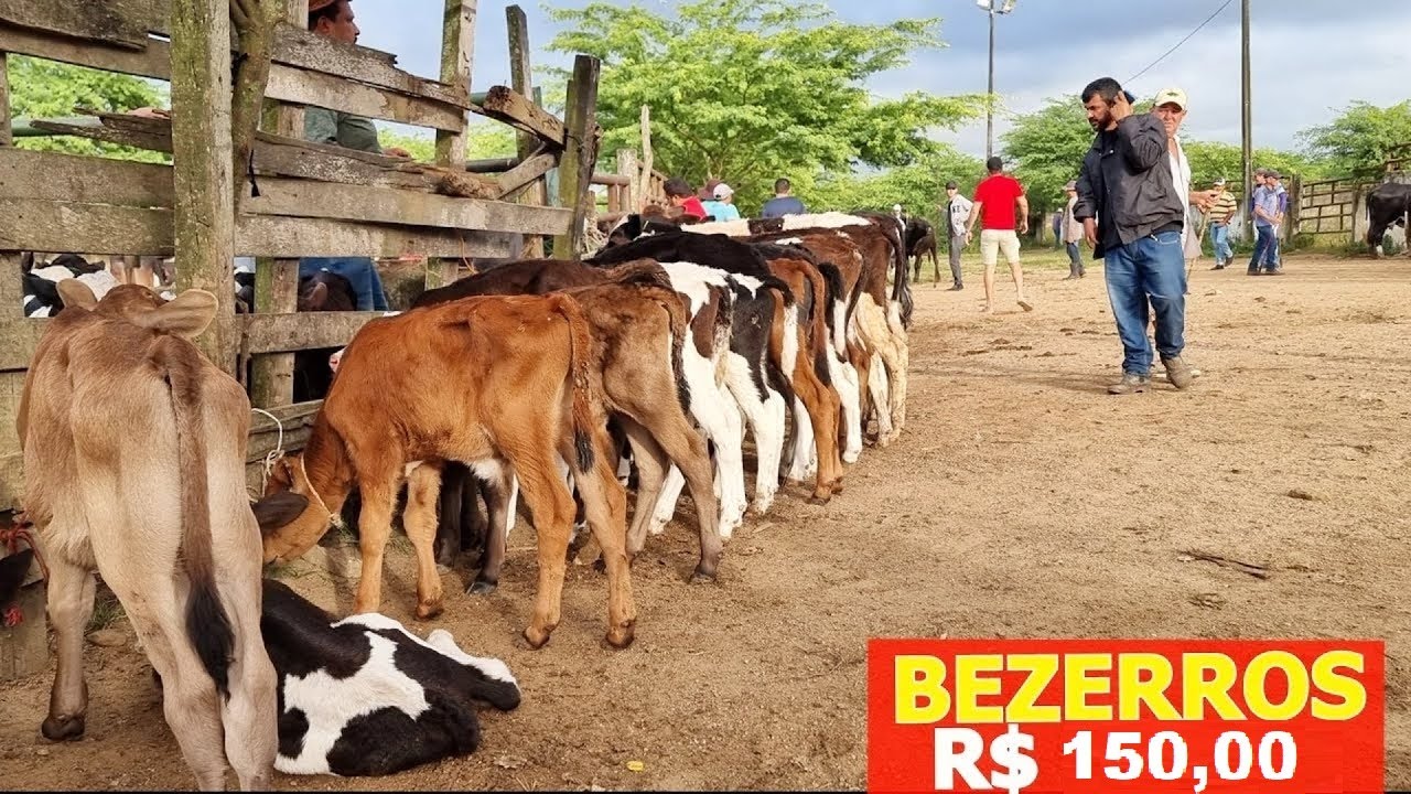 FEIRA DO GADO EM CARUARU-PE   23-09-2025 #nordeste