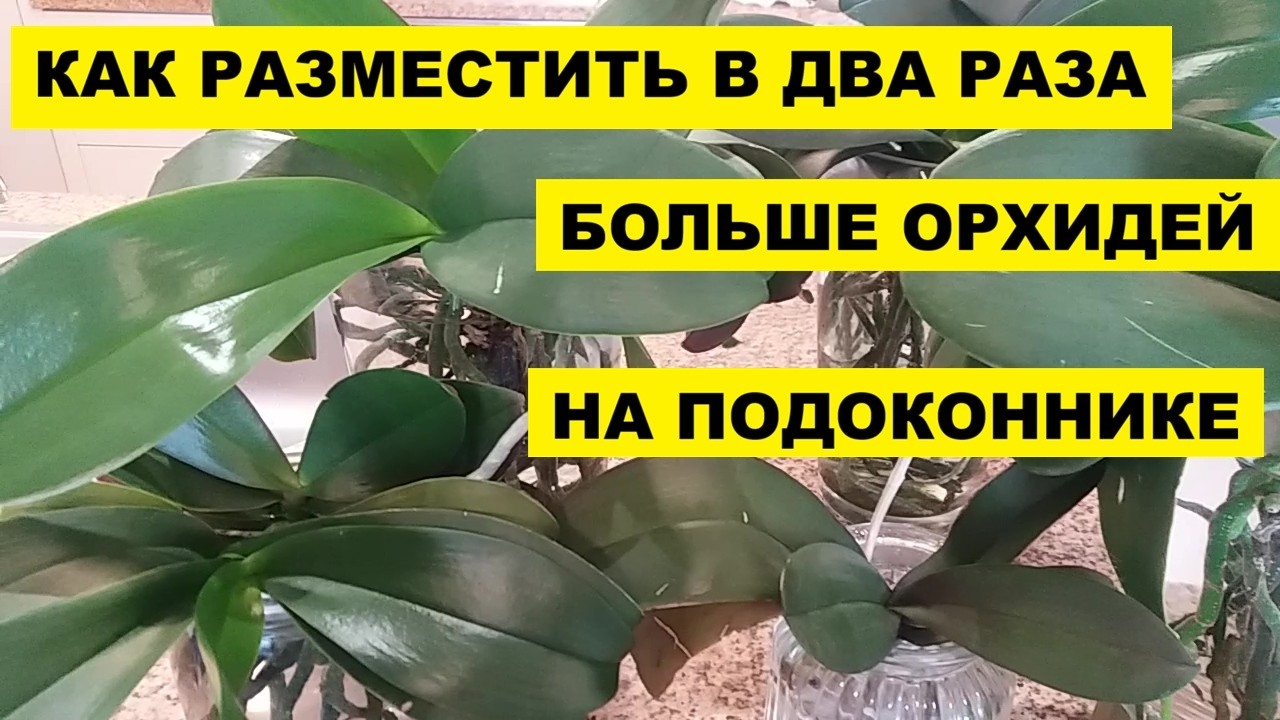 КАК РАЗМЕСТИТЬ в ДВА раза БОЛЬШЕ ОРХИДЕЙ на ПОДОКОННИКЕ