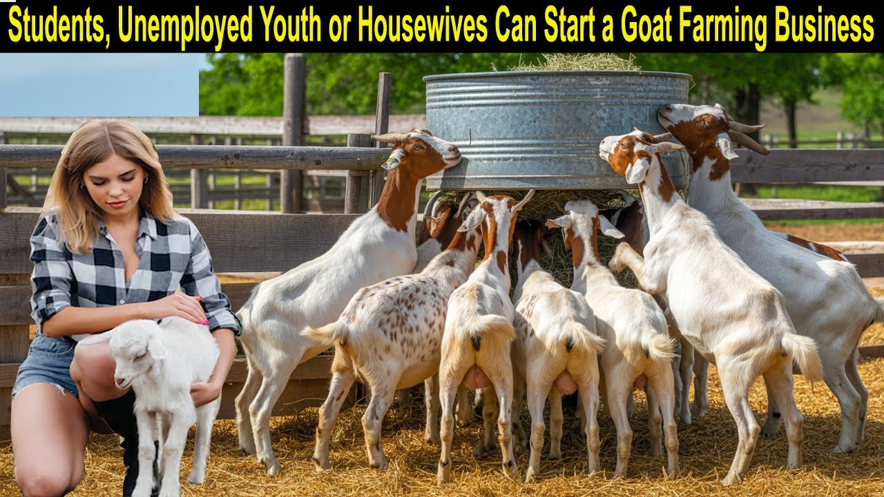 Goat Farming Business Plan - How to Start a Business Goat Farm - Business Ideas for Home