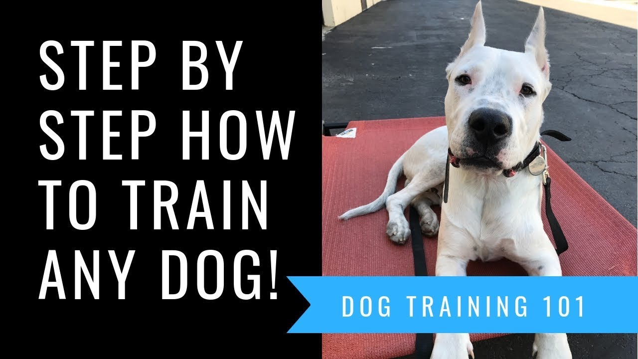 Dog Training 101 Step by Step How To Train Any Dog Basic Obedience Sit, Down, Come & Place