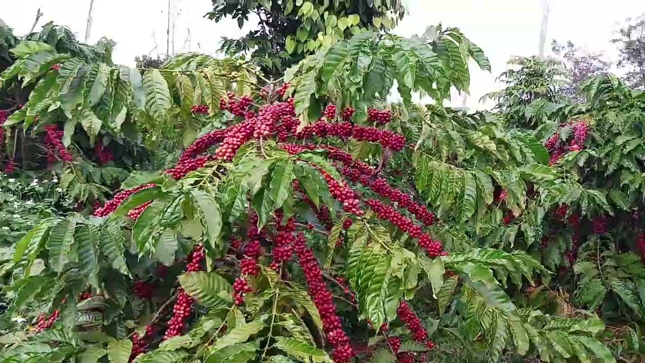 chọn giống cà phê lá xoài siêu đẹp kháng sâu bệnh #brazil #nhipsongnongdan
