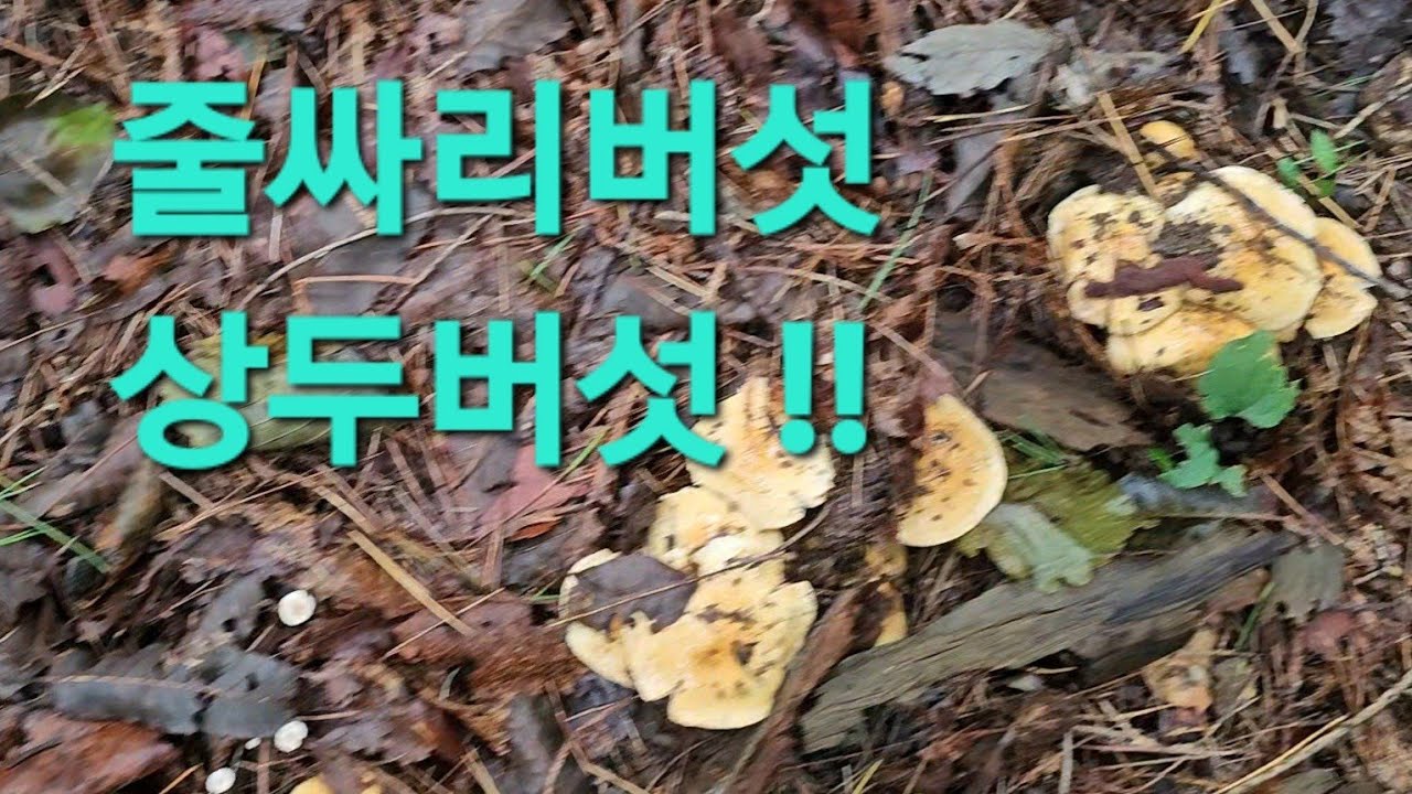 식감최고 상두버섯 줄싸리버섯 천지입니다 