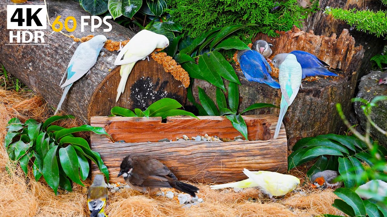 Peaceful Cat TV 🐱 Calm Birds at Feeder | Stress Relief Nature 10 Hours