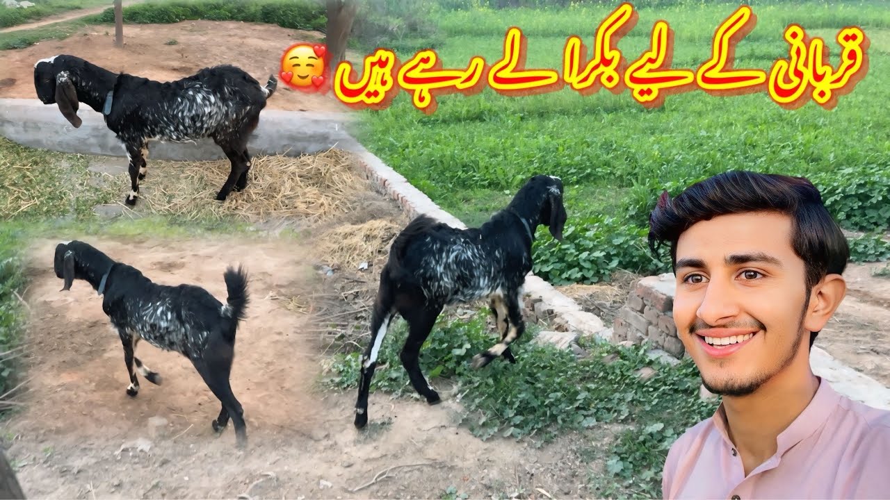 Qurbani Ka Liya Bakra Le Raha Hain 🥰/koki pendu/Zohaib pendu/Hamza sidhu 