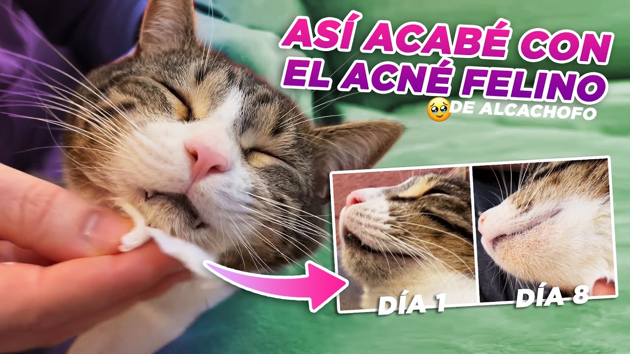¿Qué he hecho para CURAR EL ACNÉ FELINO DE MI GATO ALCACHOFO🐯? | Cómo acabar con puntos negros 😸