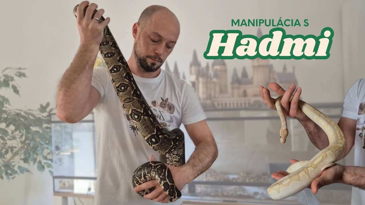 Nikdy nechyť hada, kým NEPOZNÁŠ tieto pravidlá! Aj jedna chyba môže skončiť fatálne! - #05 [SK/[CZ]