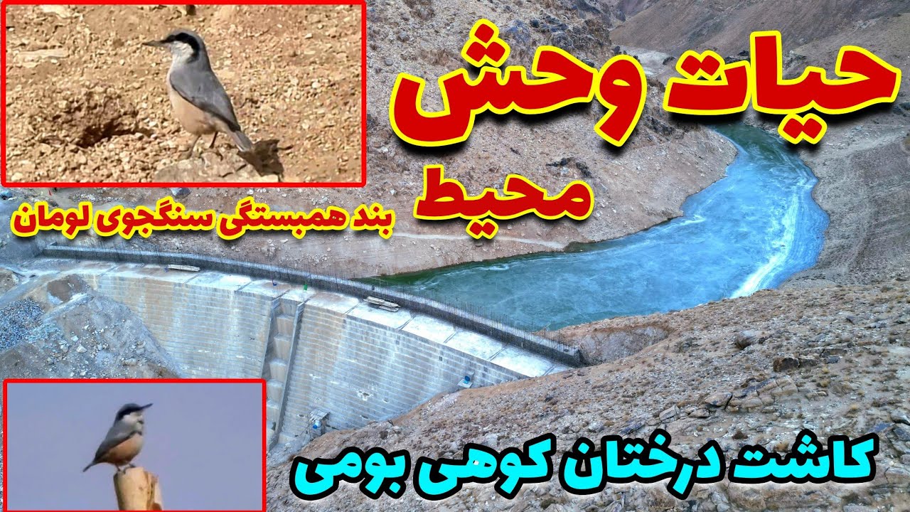 حیات وحش محیط بند همبستگی سنگجوی لومان | Wildlife of the Sangjoy Loman Solidarity Dam
