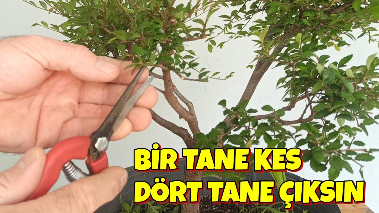 Kes ve Büyüt, Gören Hayran Kalsın
