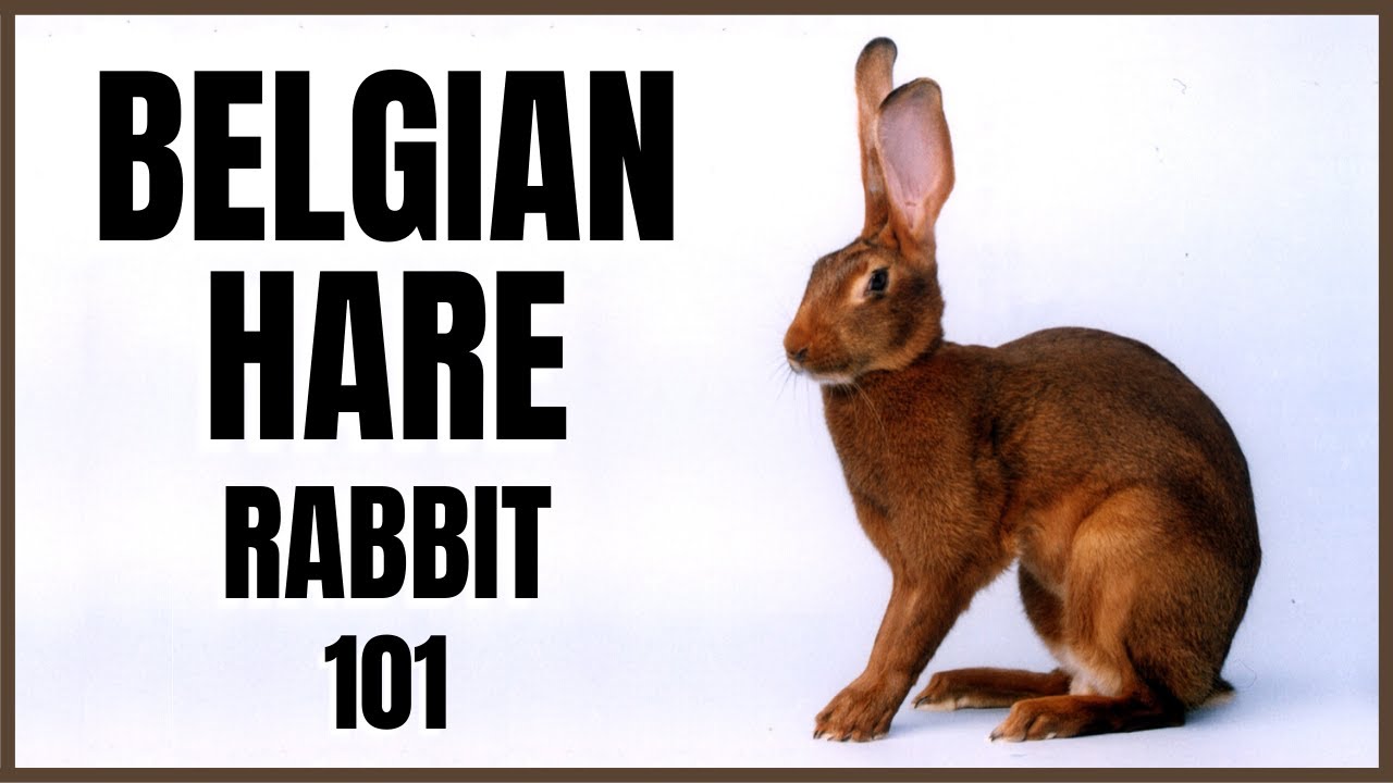 Belgian Hare 101