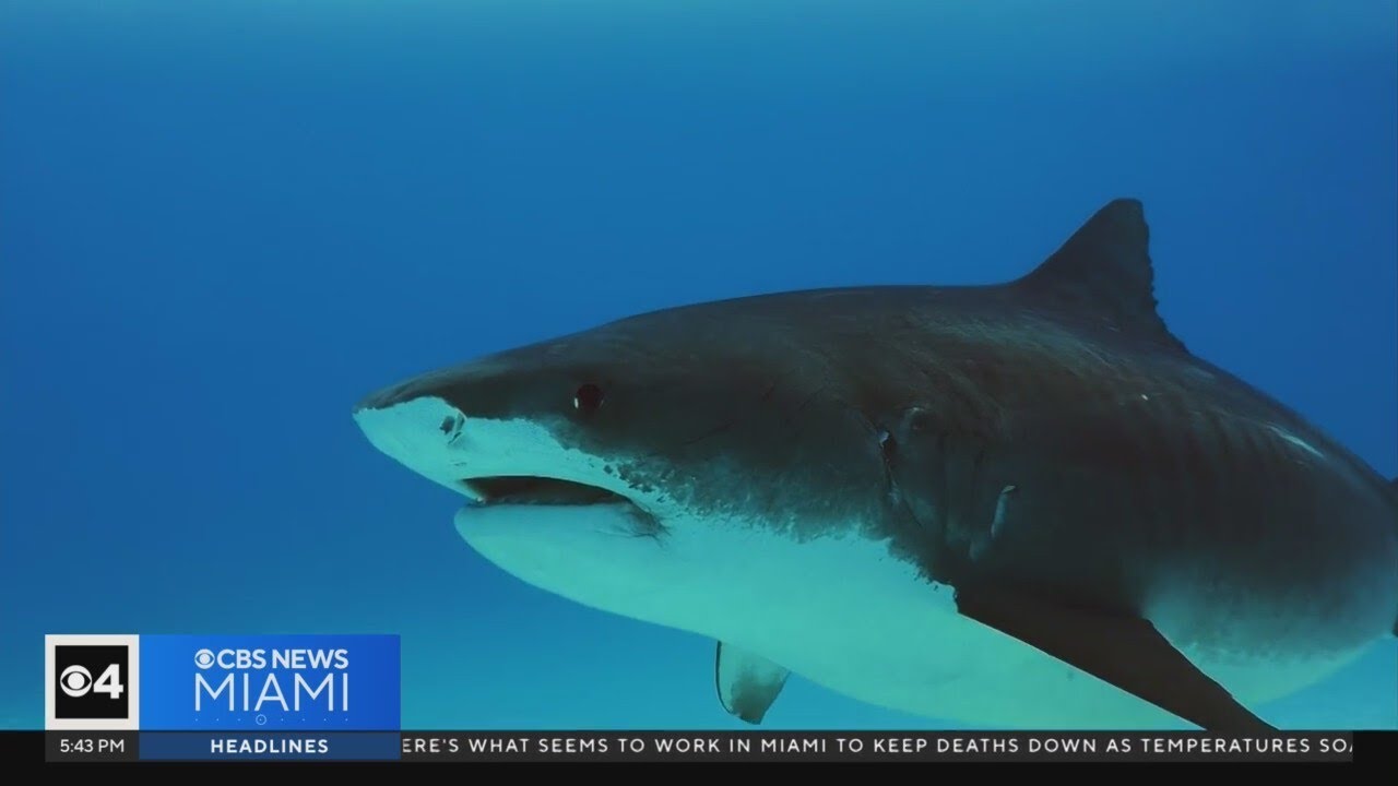 Swimming with sharks? How you need to stay safe at Florida beaches