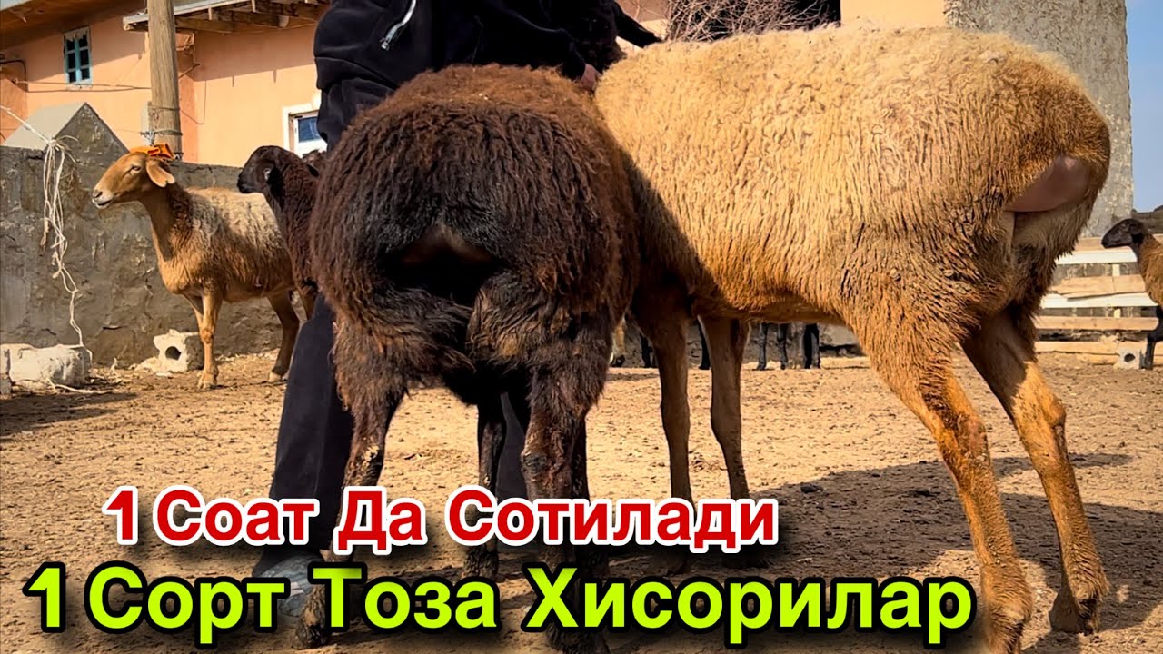 ТАЛАШ ТАЛАШ БОШЛАНДИ! ☎️+998 975550476 ☎️+998 97 200 0476