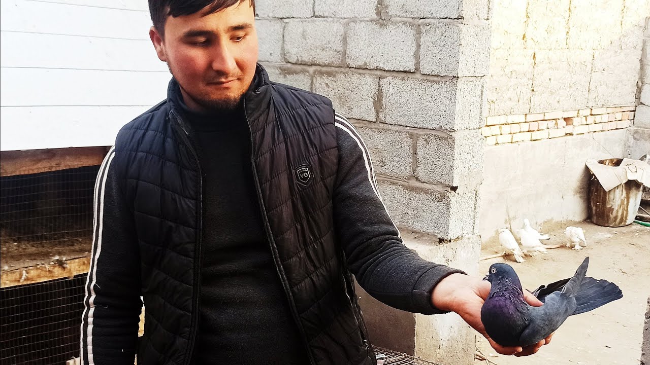 Кабутарлар учмалари шахрихон беш маххала UCHMA KABUTARLAR FLY PIGEONS летает Голубей