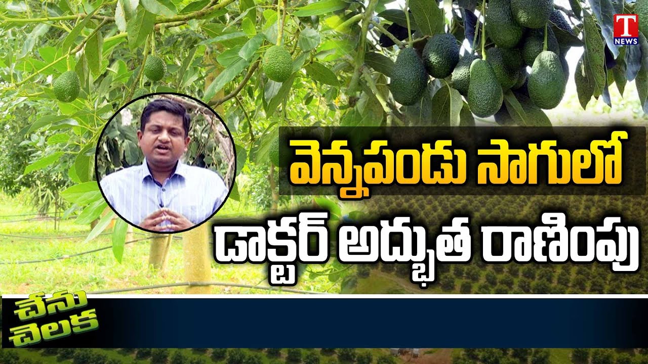 Good innovative Farming in Avocado Fruit by Doctor Srinivasa Rao | Chenu Chelaka | T News