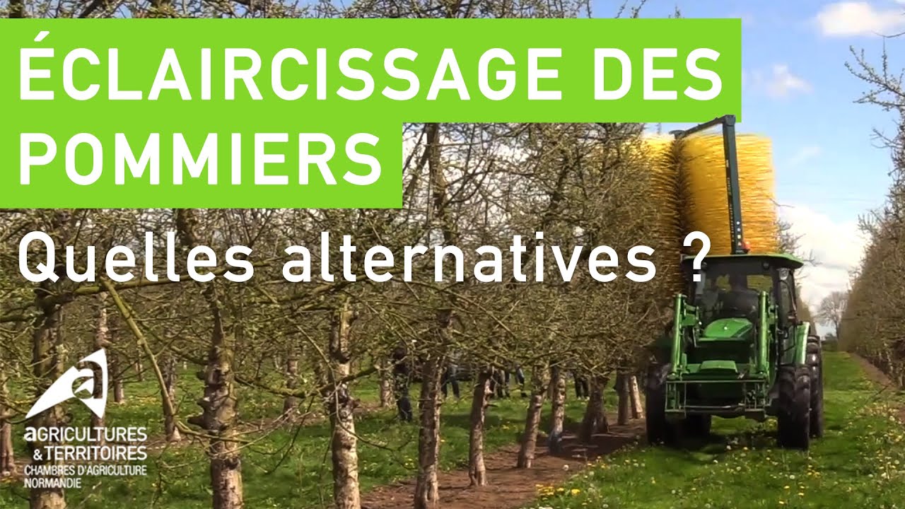 Vergers cidricoles : Méthodes alternatives d’éclaircissage des pommiers