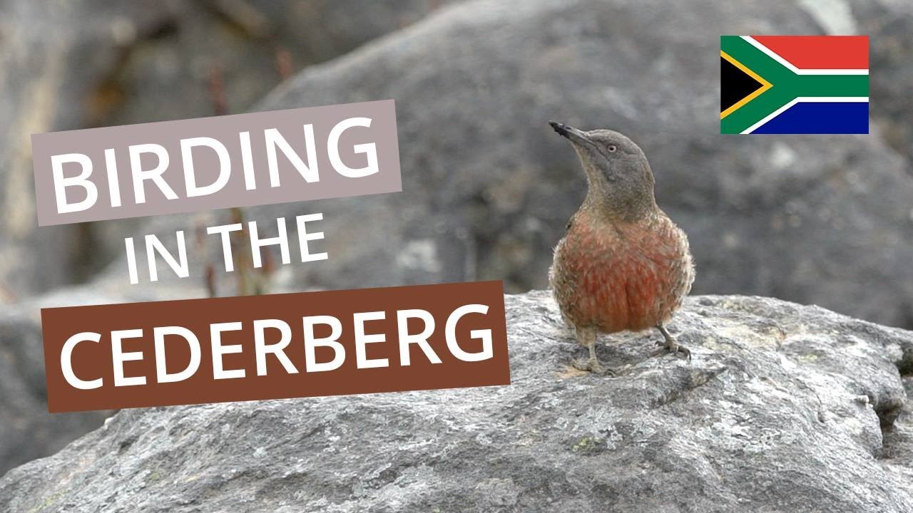 Birding in Cederberg | South Africa