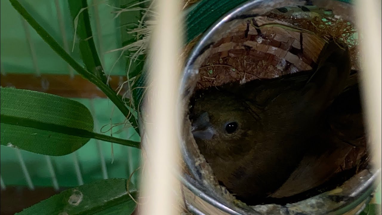 A femea do novo papa capim botou o primeiro ovo / VAMOS TENTAR REPRODUZIR O GAROTO / MANO TOM