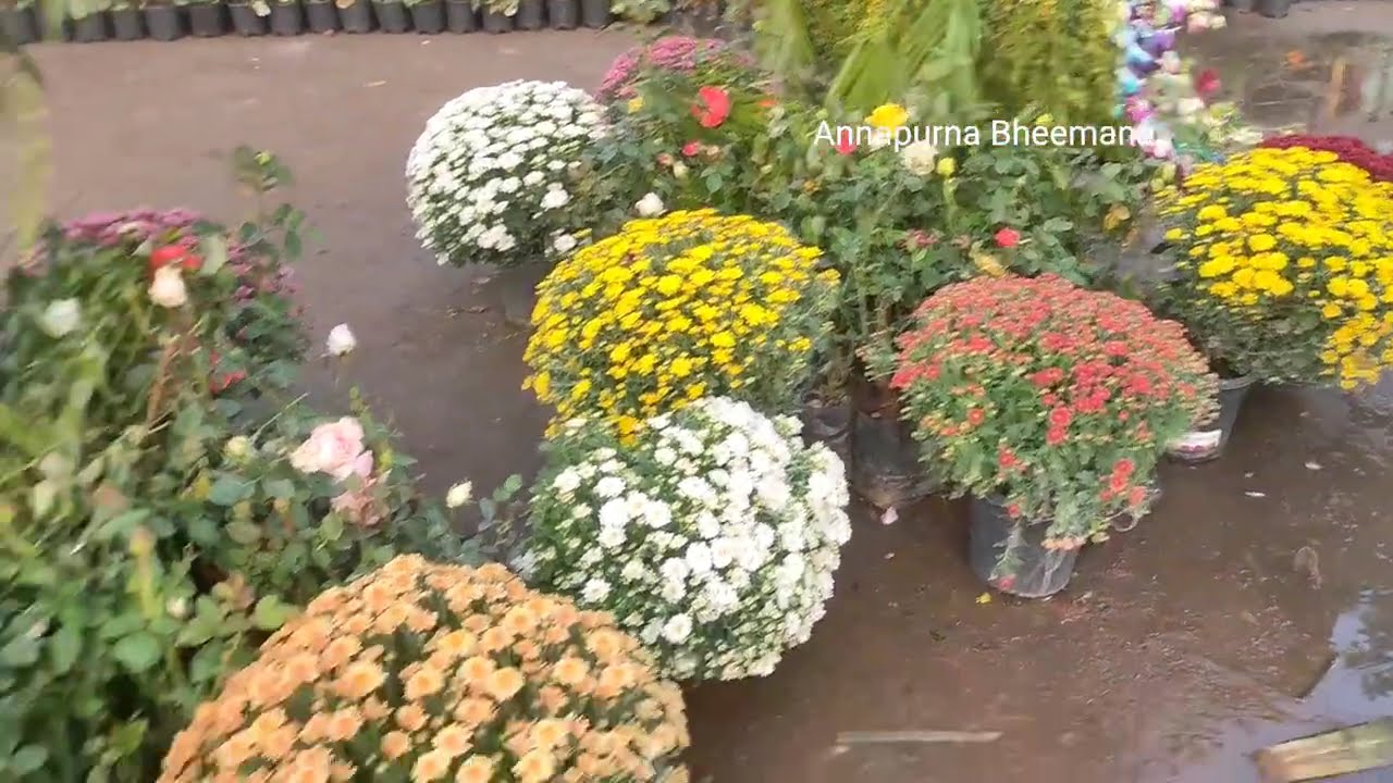 7-126  Yanam Flower show please subscribe my channel