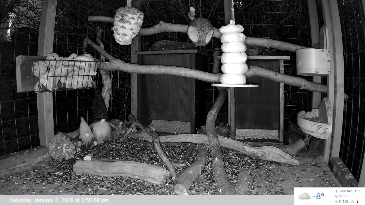 Bird Feeder LIVE
