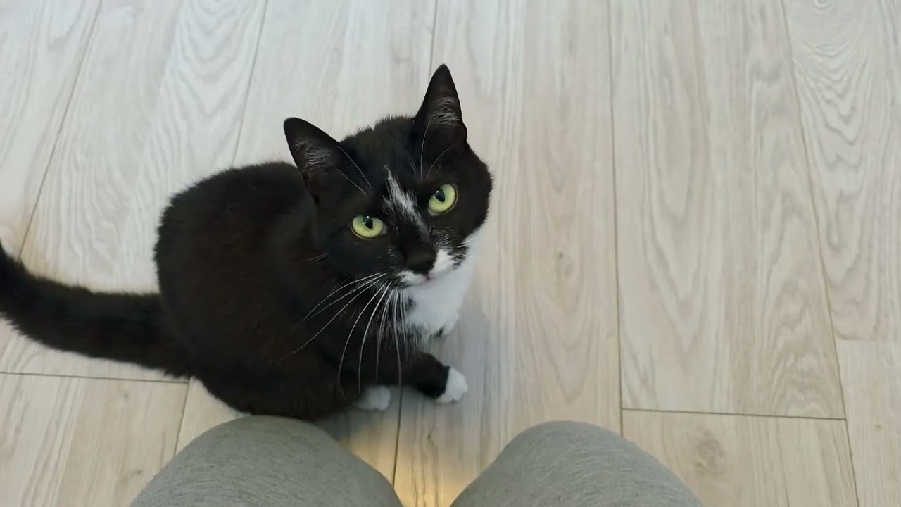 You haven't petted the cat in 0.2 seconds
