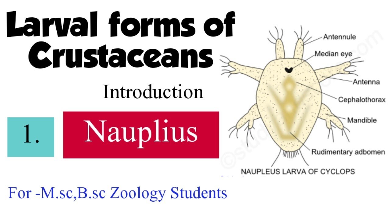 Part-1 Larval forms of Crustaceans-Introduction,Nauplius For M.sc,B.sc zoology students