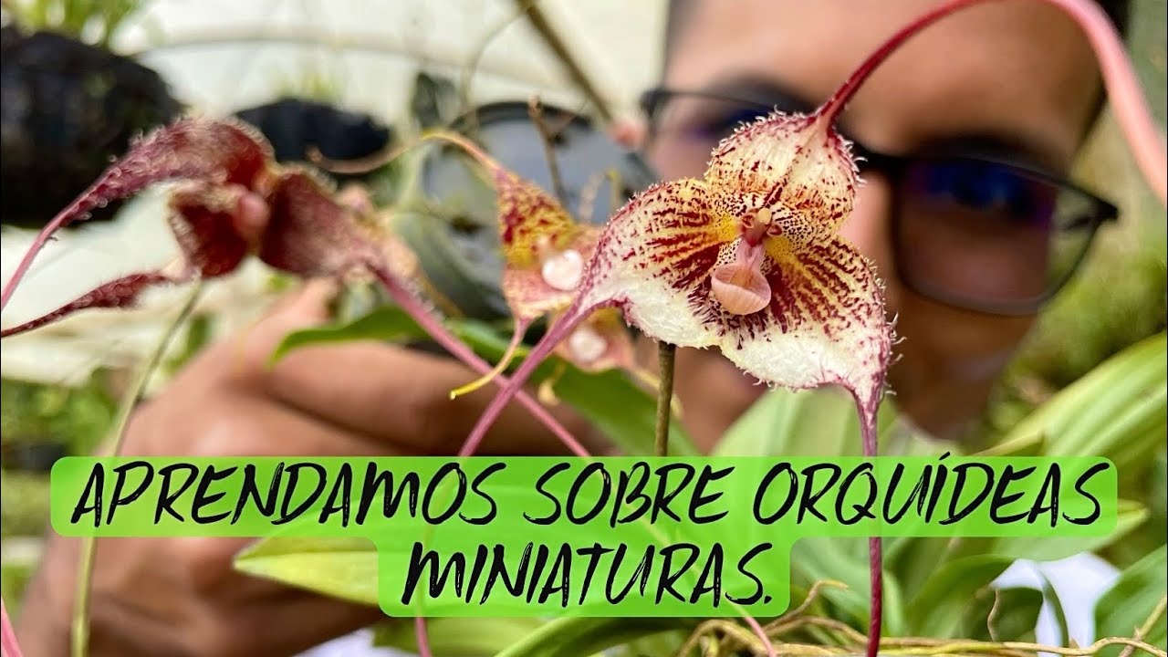 APRENDAMOS SOBRE ORQUÍDEAS MINIATURAS CON DON OSCAR 🇨🇴