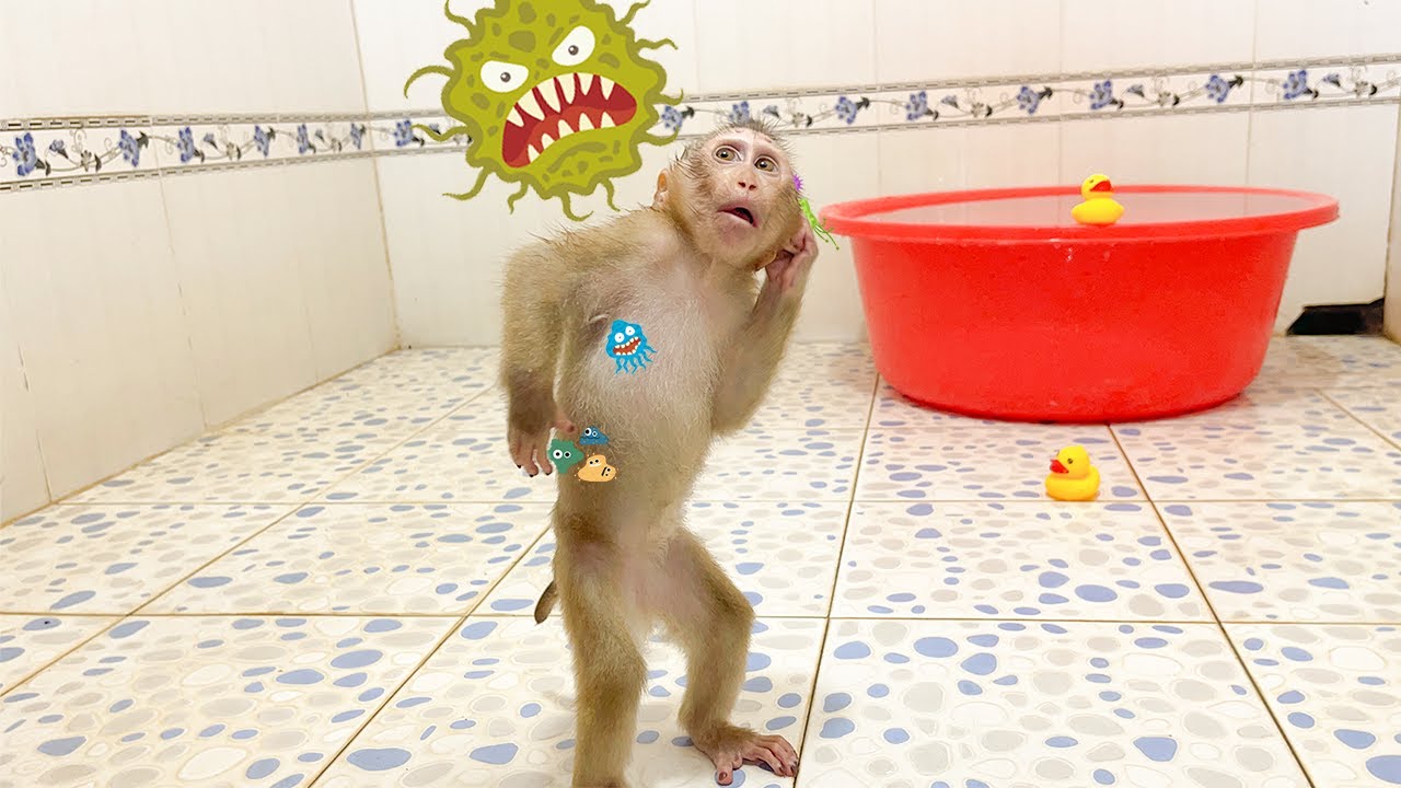 YuYu Monkey Family's Cutest Videos! Part 65