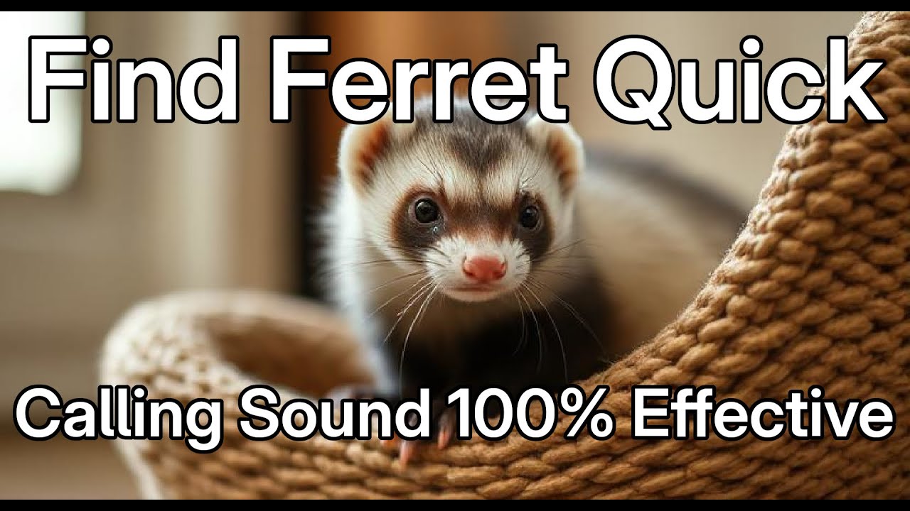 Ferret Calling Noises | Find Your Lost Ferret Fast! 🐾