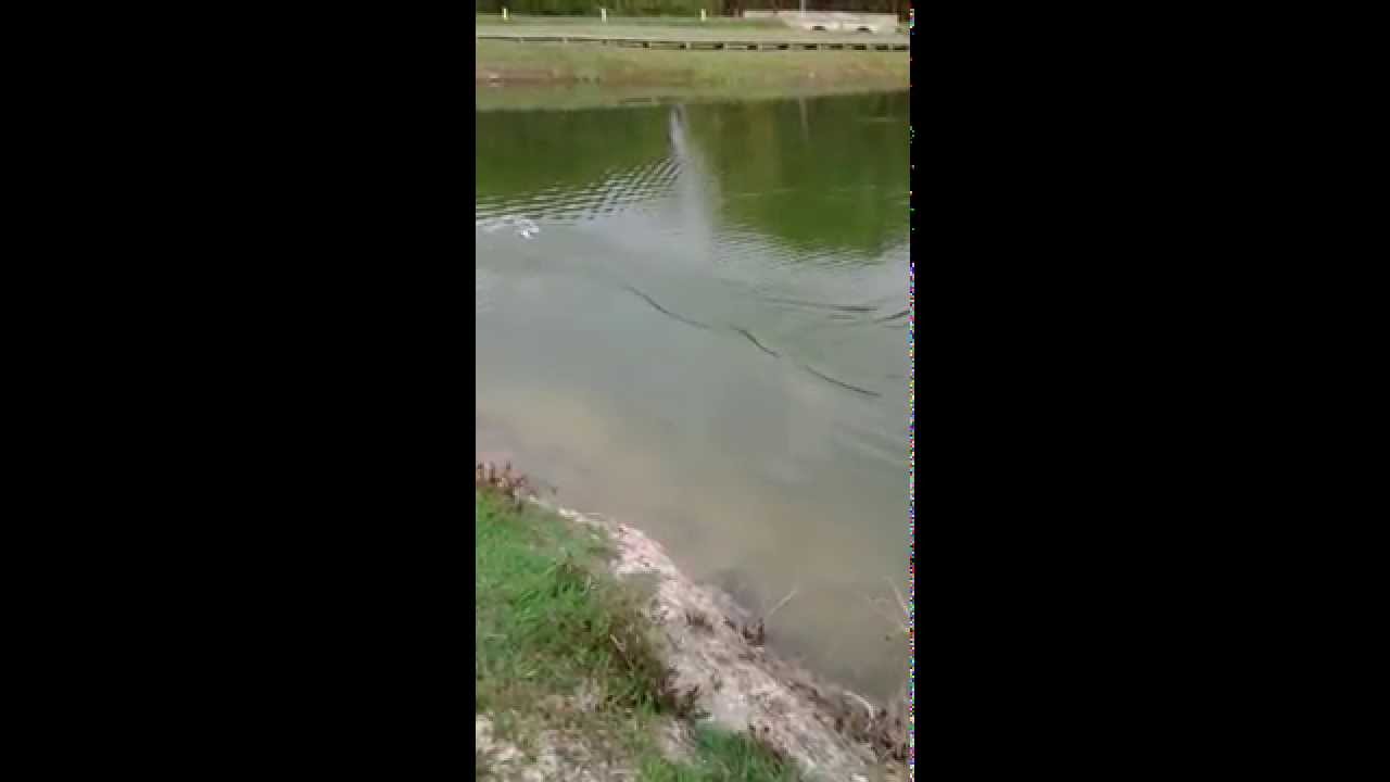 Offshore rc Atomic Flash Jperkins de ouf !