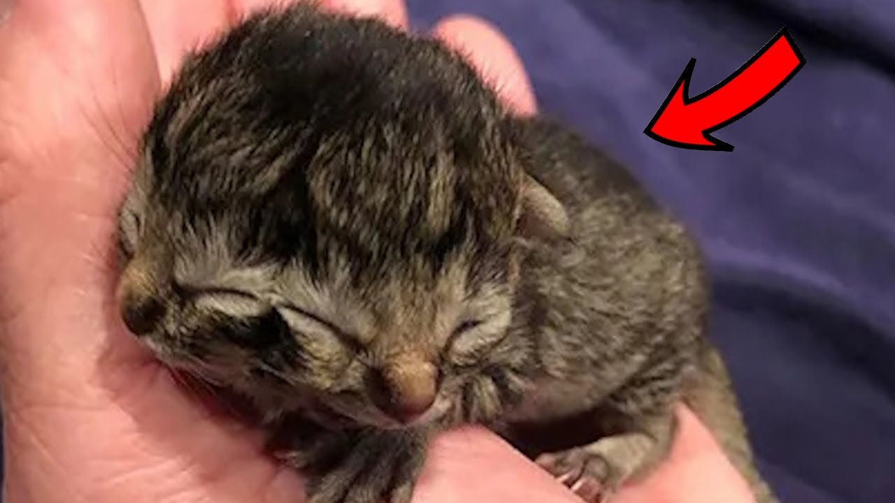 The incredible story of a unique TWO-FACED kitten!
