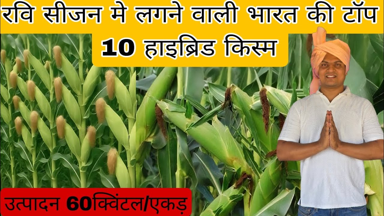 रवि सीजन मे देश मे लगने वाली मक्के के टॉप-10 हाइब्रिड किस्म! Top-10 ravi session hybrid maise seeds.