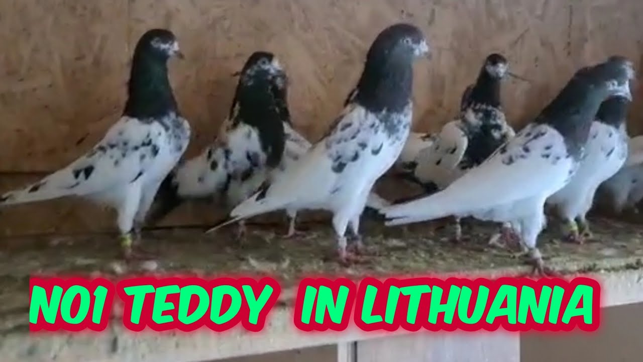 Teddy Kabootar Pigeons In Lithuania