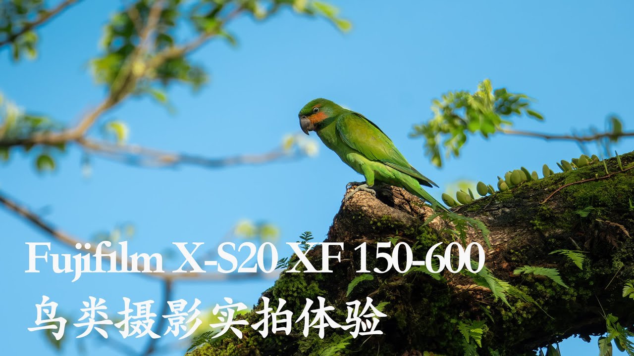 Fujifilm X-S20 XF 150-600 鸟类摄影实拍体验