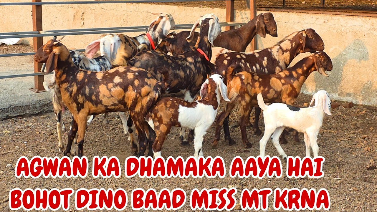 Friday Special Offer Kafi Dino Baad Agwan Goat Farm Ka Dhamaka Aaya Hai   Miss Mat Krna