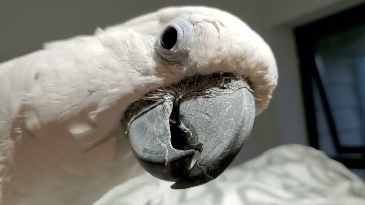 Funny parrot 🦜 😄 🤣 😆