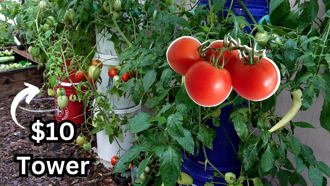 $10 Garden Tower for Hydroponic Tomatoes and Peppers