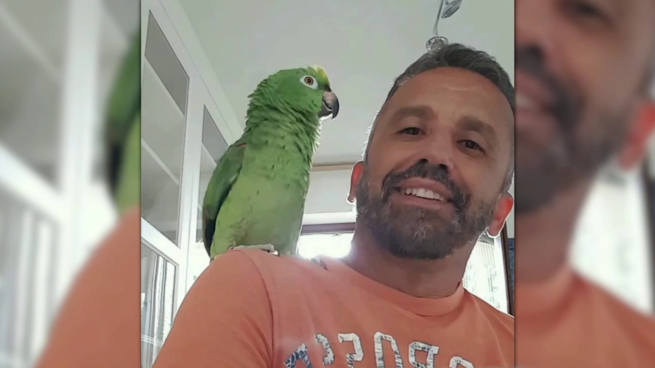 Amazing italian parrot - Gracioso loro  italiano
