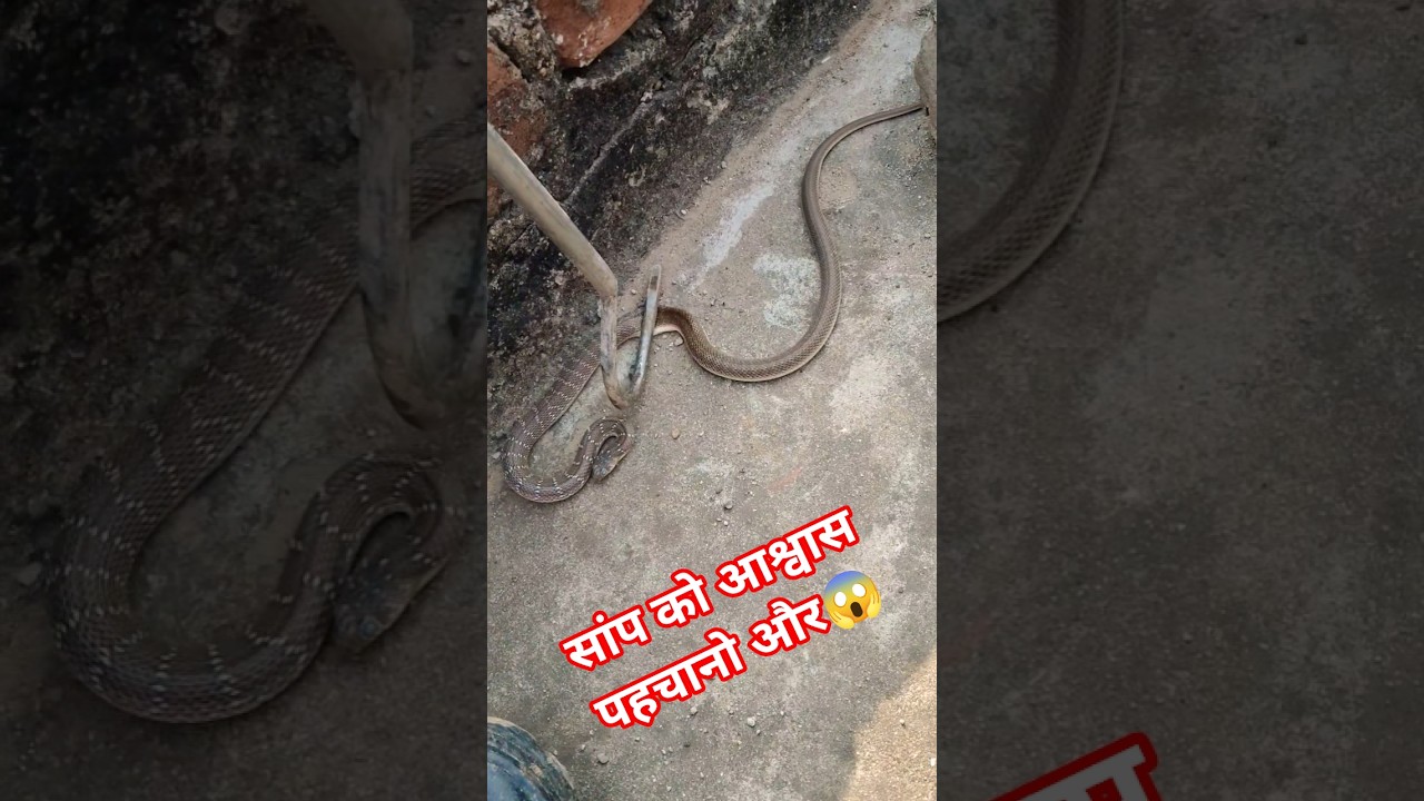 दोस्तों आप भ्रम में ना रहे, बिल्कुल भी जहरीला नहीं होता है #viralvideo #banded #racersaamp #kingsnak