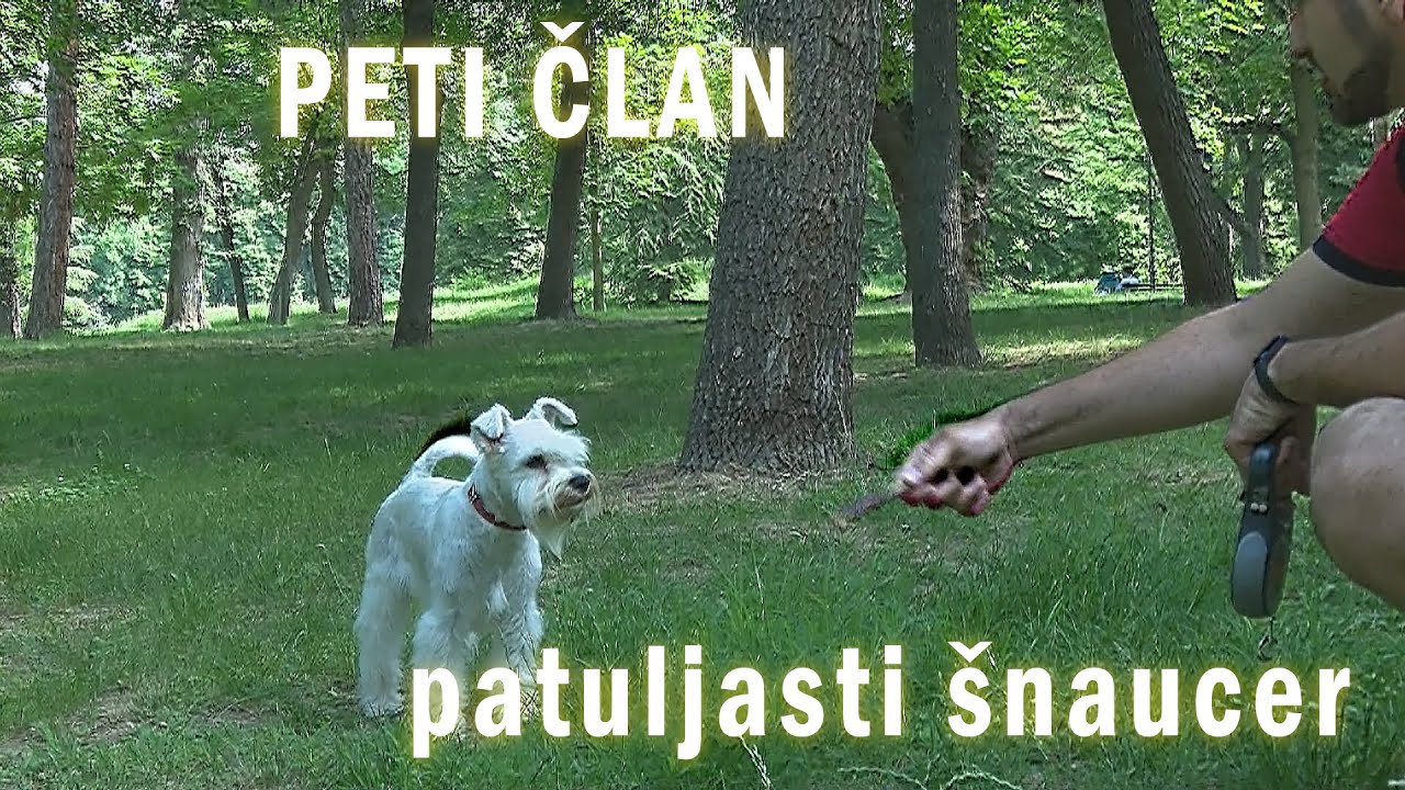 Peti član - PATULJASTI ŠNAUCER - Emisija o ljubimcima