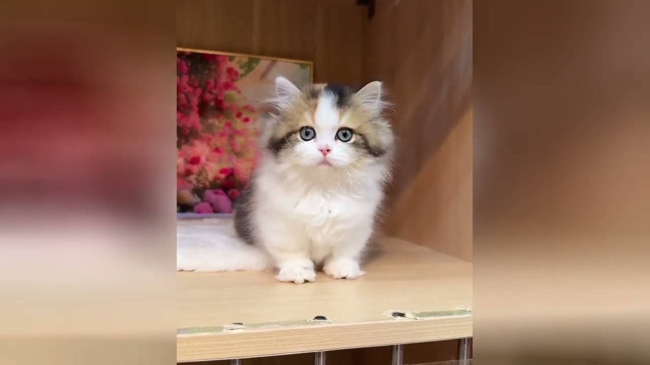 Adorable baby felines are going to comfort your soul