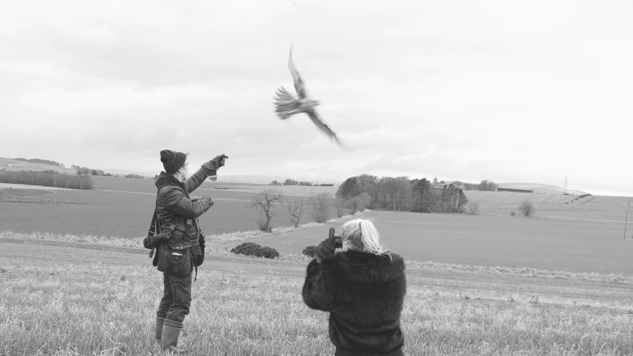Saker Falcon, moments in monochrome