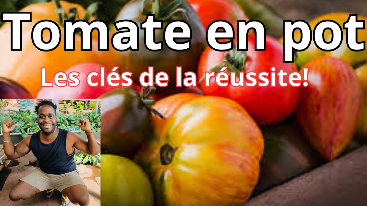 Tomates en pot = gros rendement !