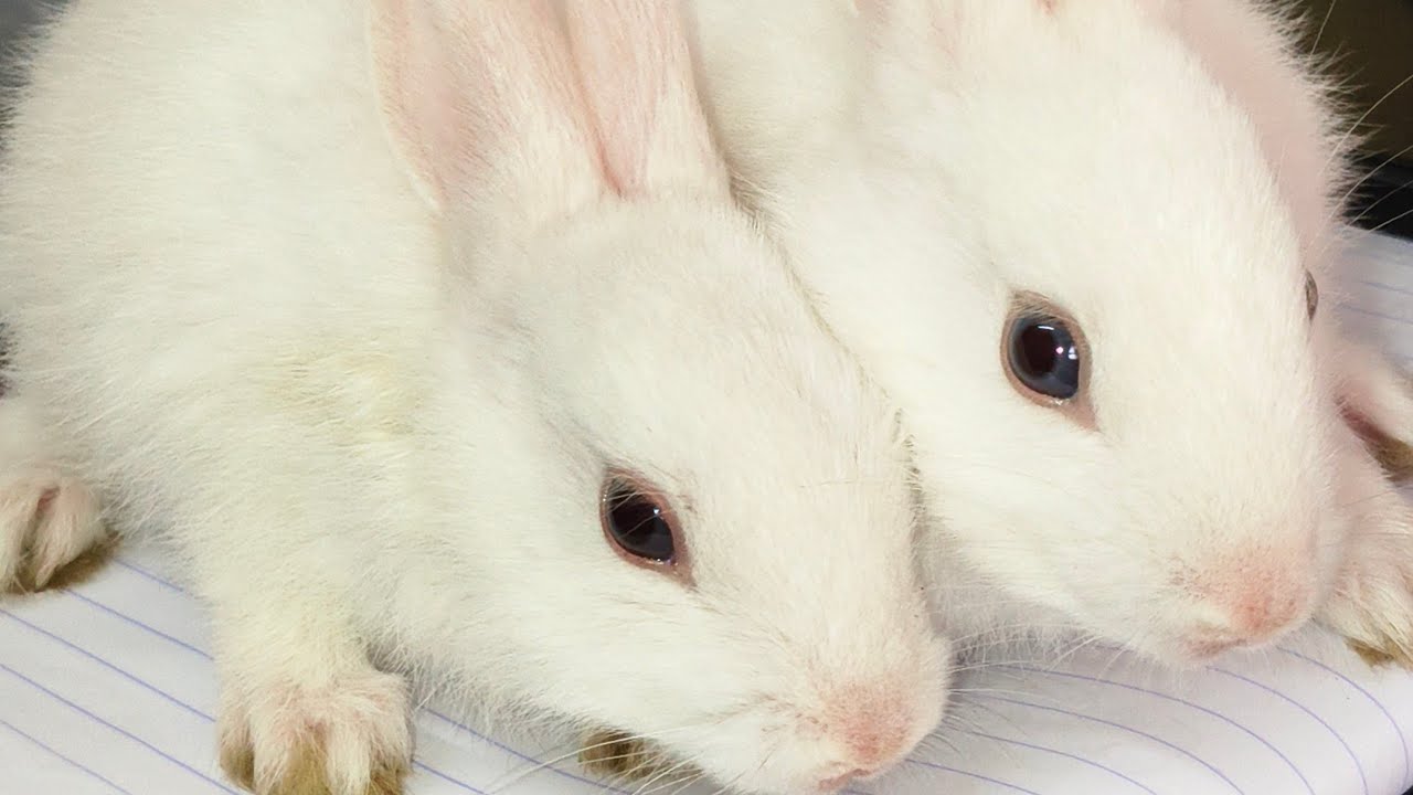 LIVE Bunny Cam! Baby Bunnies Playing in Their Enclosure 🐰#bunnies #bunnycam #animals