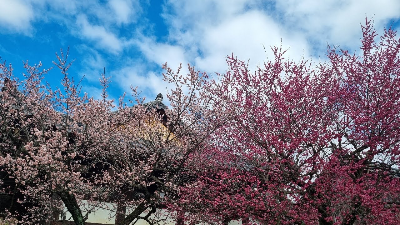 양산통도사 #홍매화 #개화소식 실시간 #통도사 #홍매화 #우담바라  ✨️❤️💚