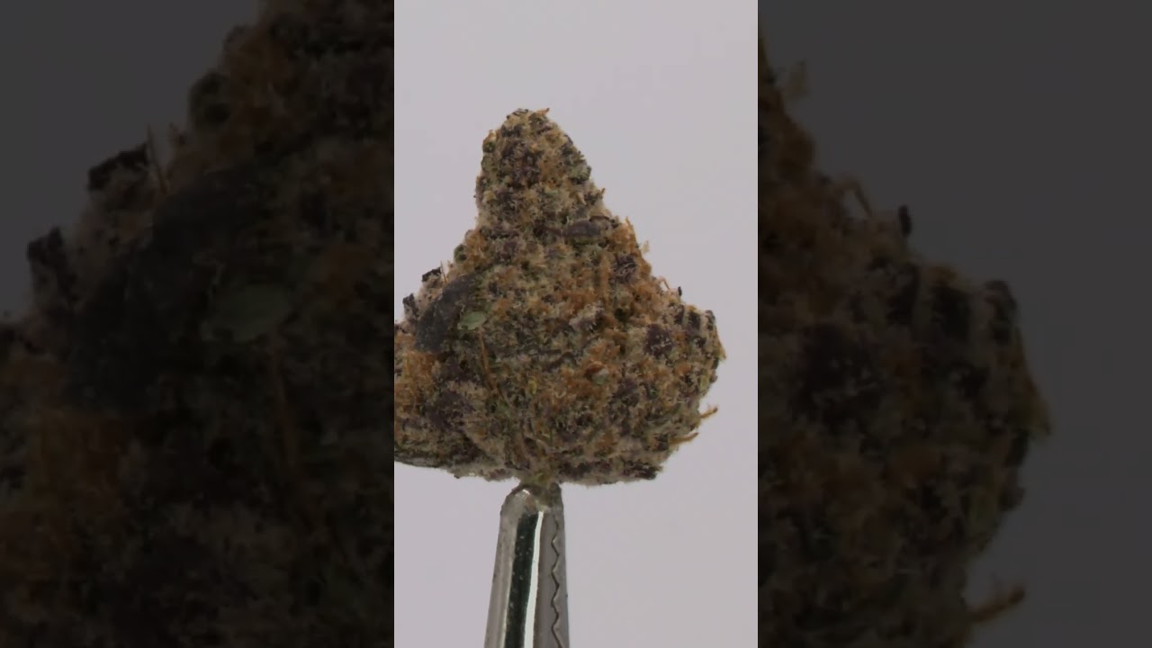 Hold Me Closer Jelly Dancer💃SHORTS | Minnesota Medical Marijuana Review | Rise &Shine