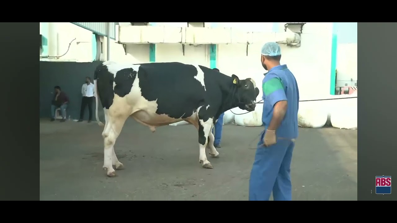 Meet ABS Spike 💪 | The Genetic Powerhouse Every Breeder Needs