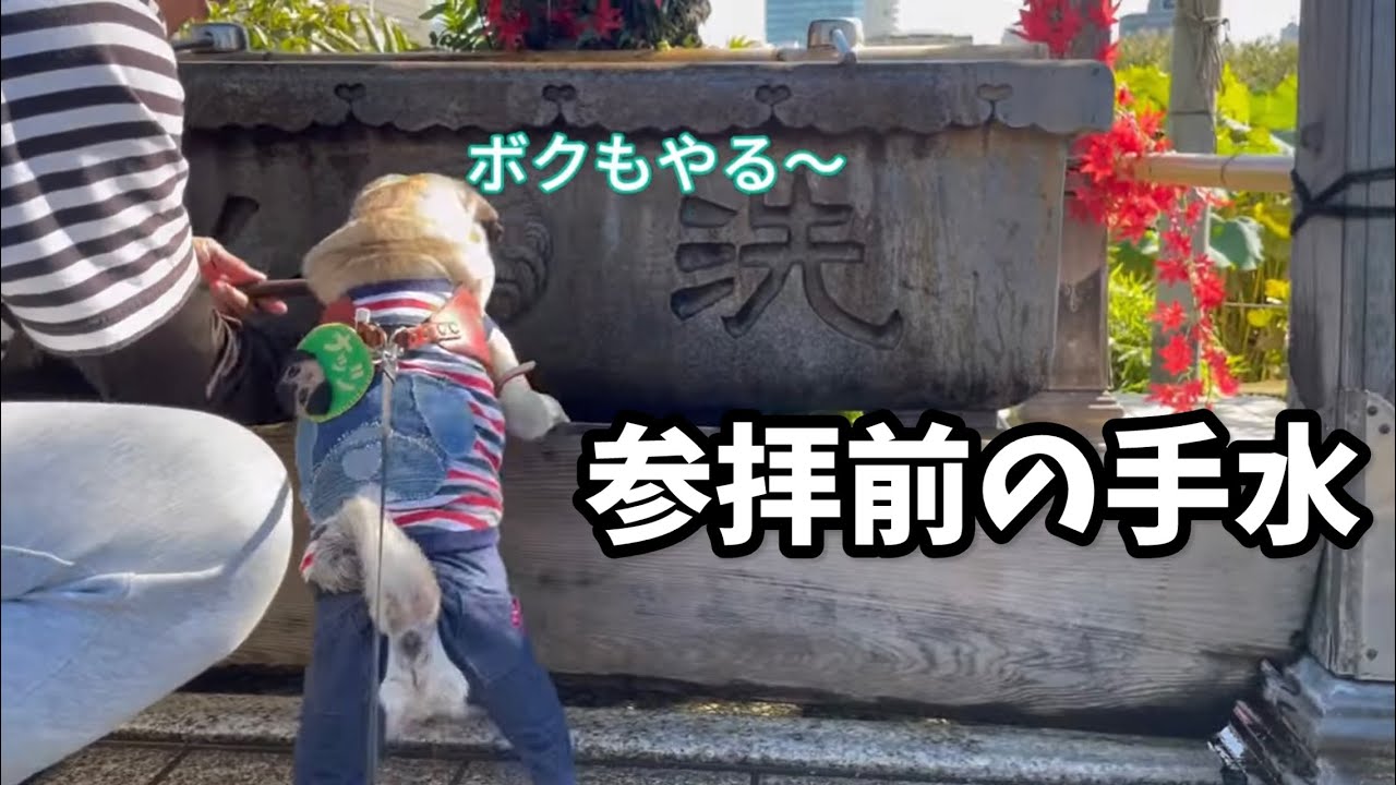 後ろ姿はもはや人間w【パグのナッツ】